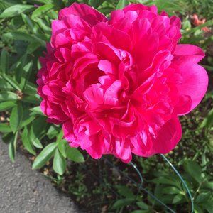 Meet your Posher, Jane